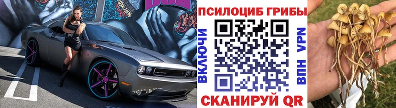 Псилоцибиновые грибы Psilocybe  сайты даркнета официальный сайт  Лесной 