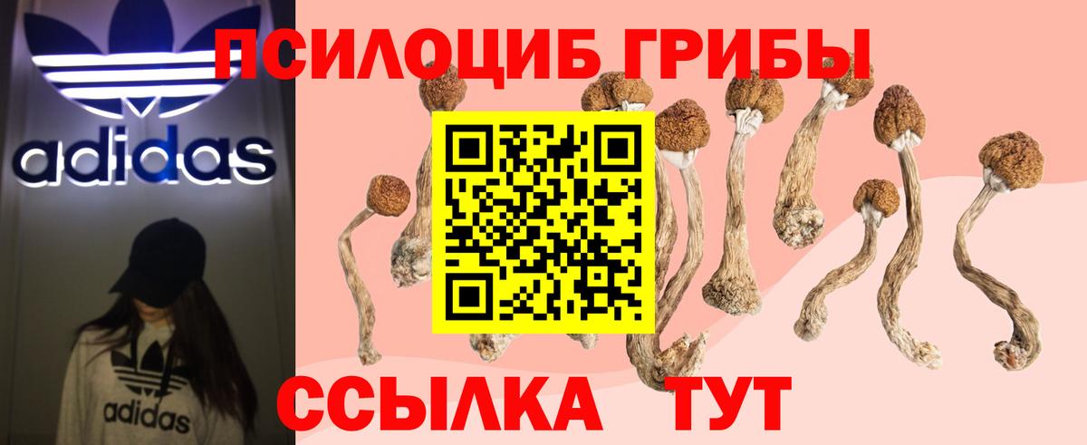 Галлюциногенные грибы Psilocybe Лесной